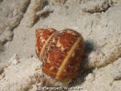Turban shell - Turbo petholatus by Hansruedi Wuersten 